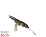 Peau d'étude de colibri - 1940/50