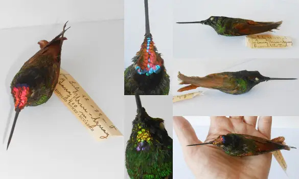 Peau d'étude de colibri - 1939