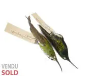 Peaux d'étude de colibris - 1940 env.