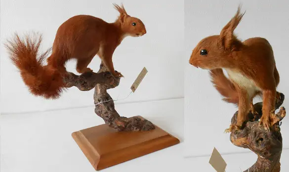 Ecureuil roux - 1975. env.