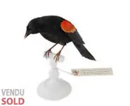 Carouge à épaulettes - 1880 env.