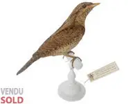 Torcol fourmilier - 1904