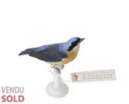 Tangara à dos noir - 1880 env.