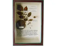 Evolution du Doryphore - 1940