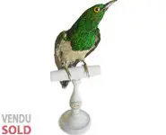 Coucou foliotocol - 1850 env.