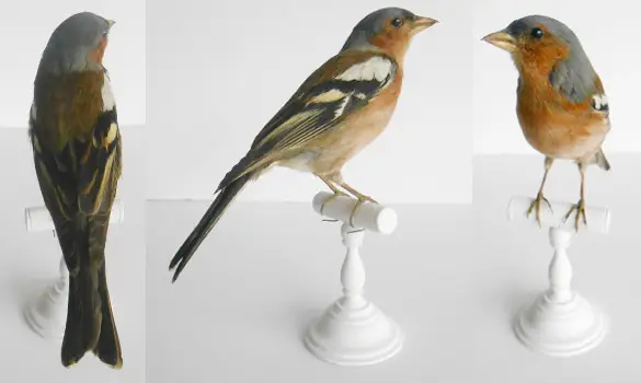 Pinson des arbres - 1903