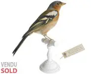 Pinson des arbres - 1903