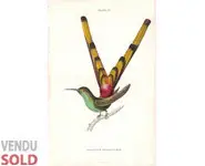 Colibri 5 - W. Jardine - 1833