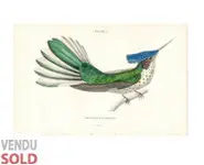 Colibri 7 - W. Jardine - 1833