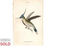 Colibri 10 - W. Jardine - 1833