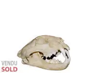 Crâne de léopard