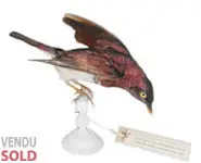 Spréo améthyste - 1880 env.