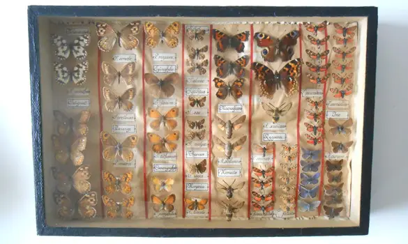 Papillons - 1910 env.