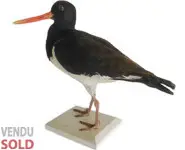 Huîtrier pie - 1909