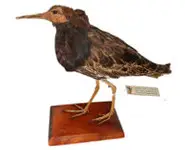 Combattant - 1920 env.