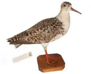 Combattant - 1960 env.