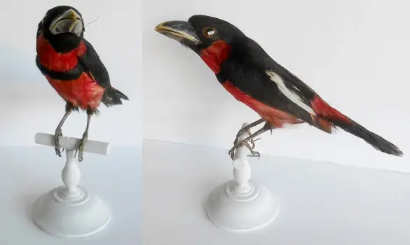 Eurylaime - 1860 env.