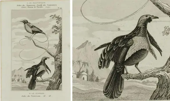 Paradisiers - BUFFON - 1850 env.