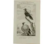 Paradisiers - BUFFON - 1850 env.