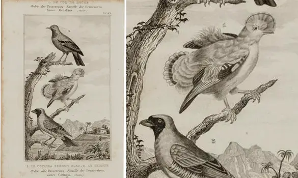 Coq de roche - BUFFON - 1850 env.