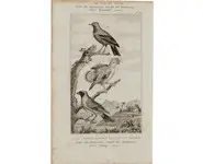 Coq de roche - BUFFON - 1850 env.