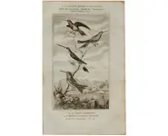 Colibris - BUFFON - 1850 env.