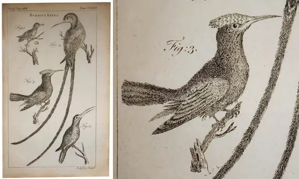 Colibris - J.JEFFERYS - 1763