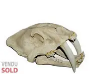 Crâne de smilodon