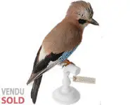 Geai des chênes - 1980