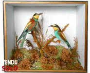 Guêpiers - T. M. William - 1850 env.