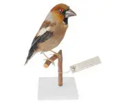 Grosbec - 1940/60 env.