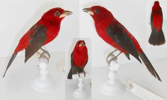 Tangara du Brésil - 1880