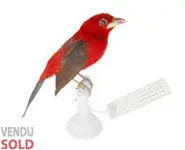 Tangara du Brésil - 1880