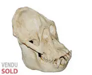 Crâne de orang-outang