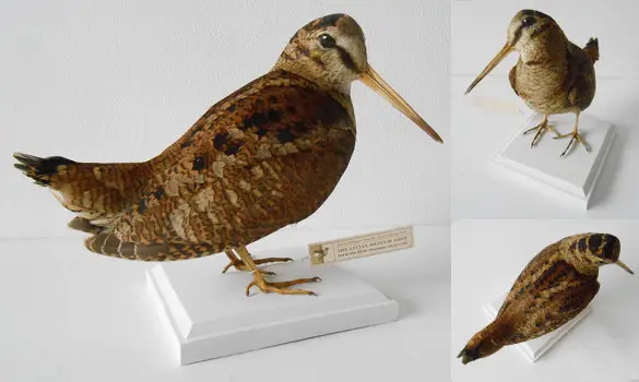 Bécasse des bois - 1980