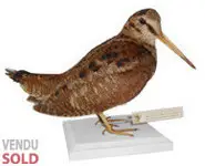 Bécasse des bois - 1980