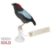 Manakin tijé - 1860 env.