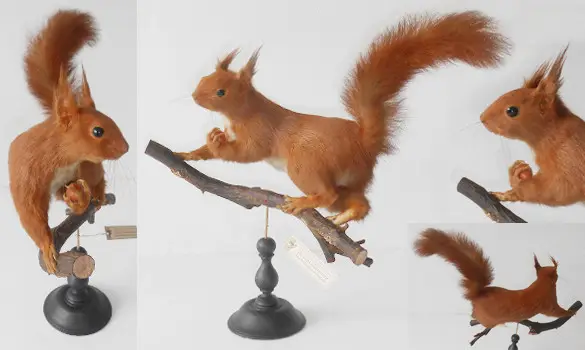 Ecureuil roux - 1975 env.