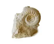 Fossile d'amonite