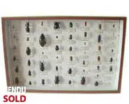 Collection coléoptères - 1940