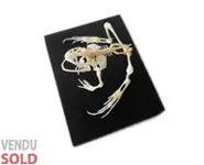 Squelette de grenouille