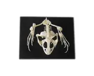 Squelette de grenouille