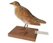 Râle des genêts - 1965