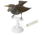 Étourneau - 1880 env.