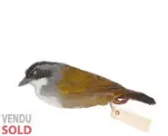 Tohi à raies grises - 1890 env.