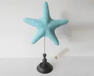 Solaster - Taille moyenne