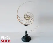 Coupe nautile nacré