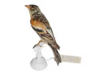 Pinson du Nord - 1880