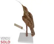 Torcol fourmilier - 1880