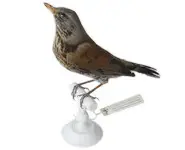 Grive litorne - 1880 env.